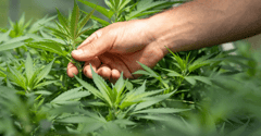 Cannabis Extraction Banner