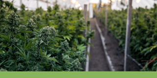 Winterization Cannabis Hemp