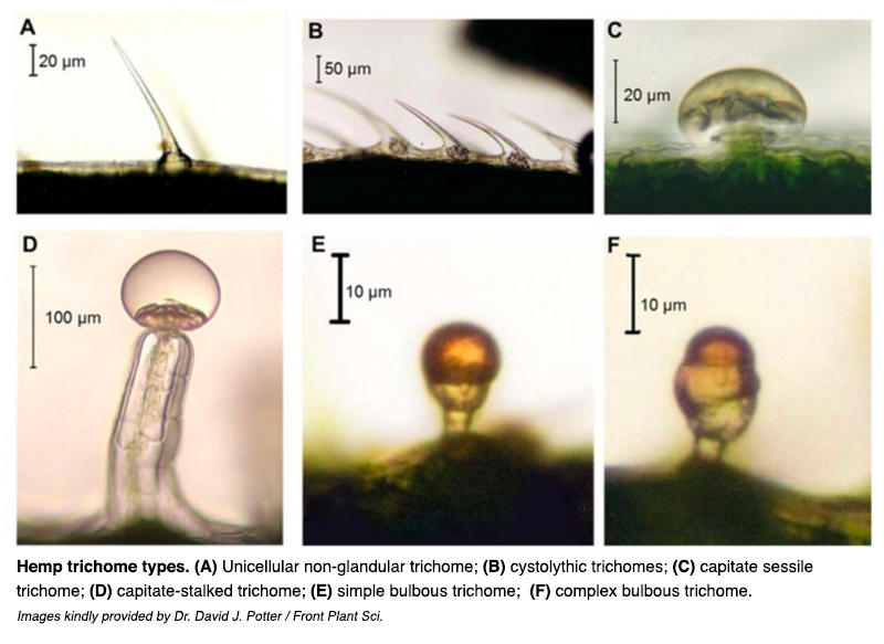 trichomes3