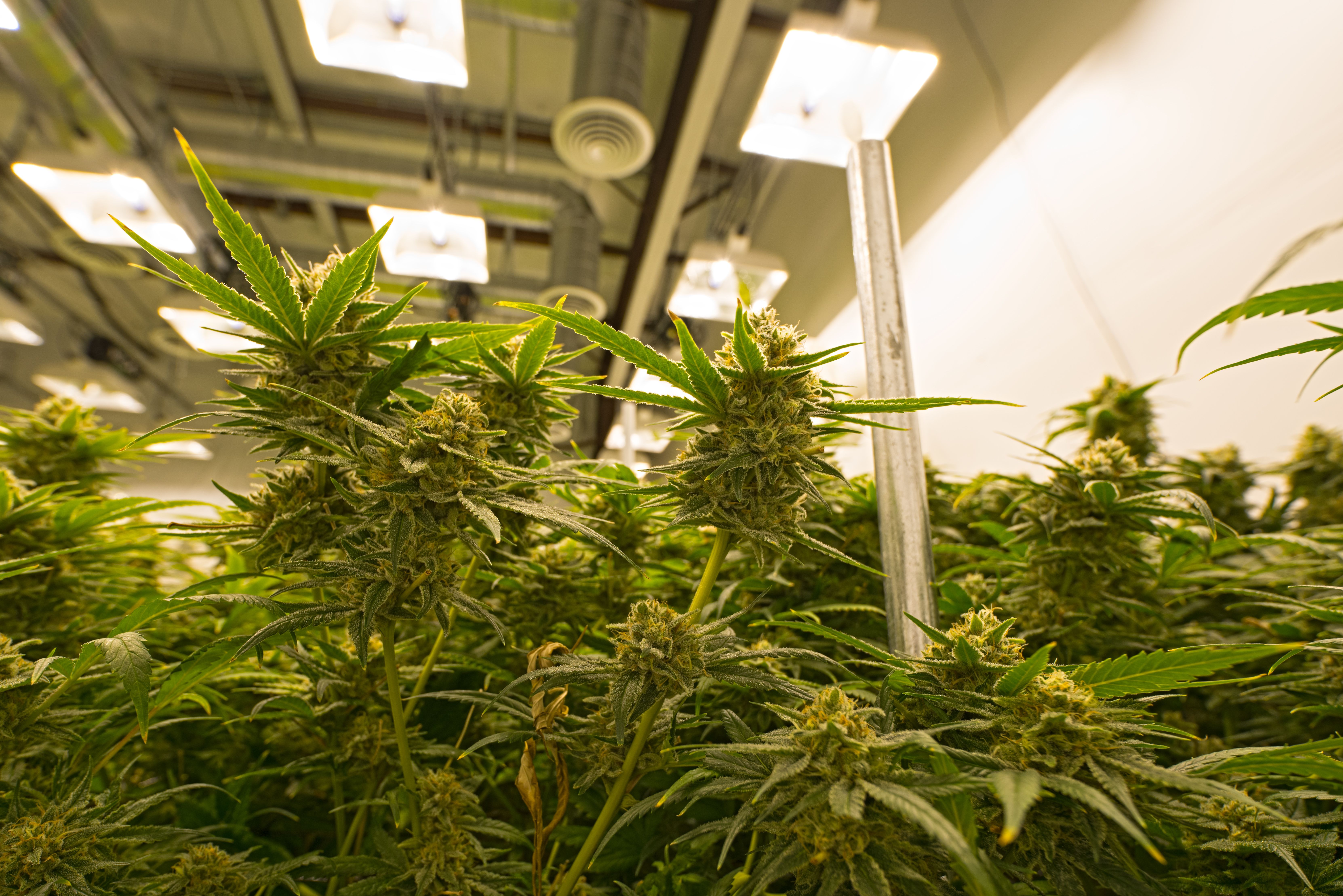 How To Recover Medical Cannabis Hemp Oil Waste